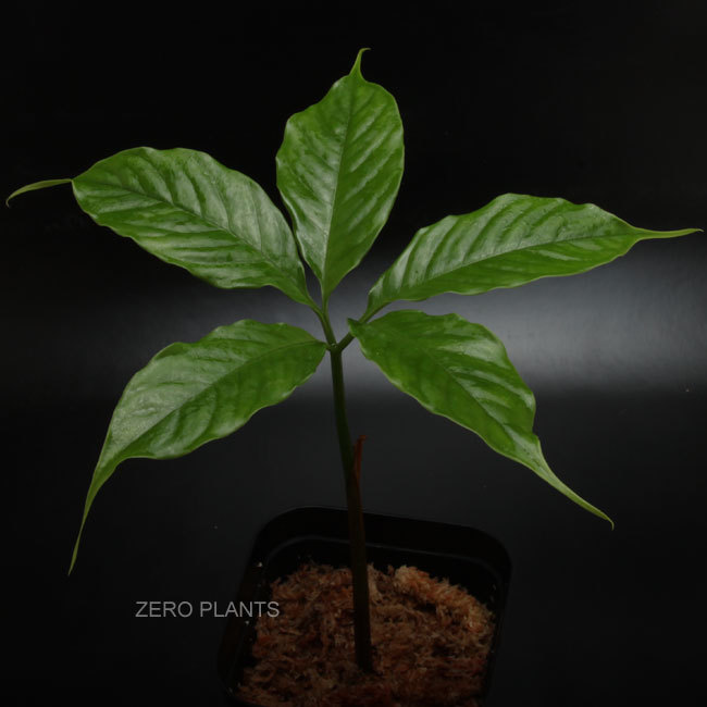 エキゾチックプランツ販売開始 Zero Plants Blog
