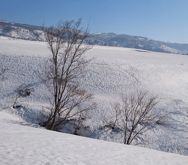 e0371039_17325426.gif