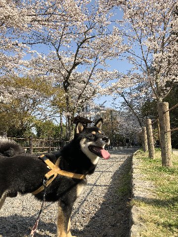 僕の桜情報_e0163440_19235746.jpg