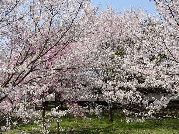 b0299042_11310704.jpg