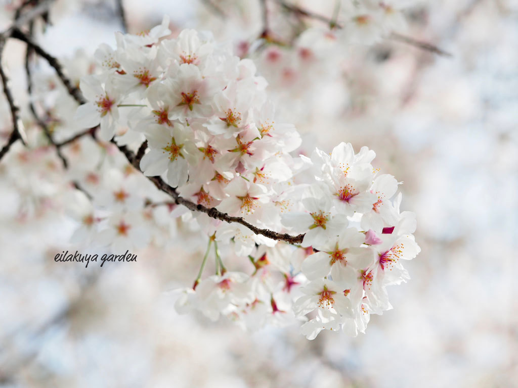 今年もこの桜の下で..._b0133243_22381750.jpg