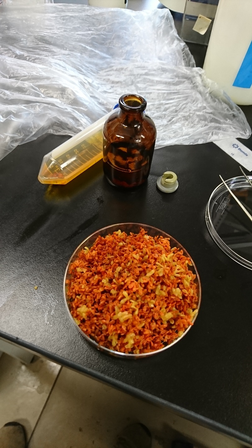 金木犀の香水作り 滋賀医科大学 第二病理 写真館 金木犀の香水作り 滋賀医科大学 第二病理 写真館