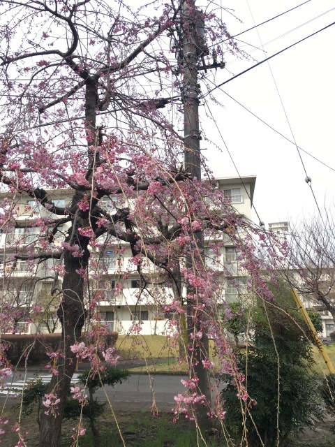 a0220446_17352419.jpeg