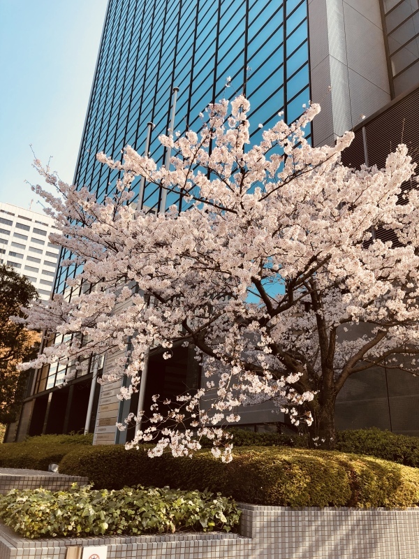 桜満開〜、でももう散り始めた。&3月30日(金)のランチメニュー_d0243849_14380662.jpeg