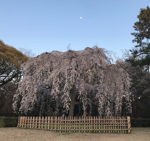 北野をどり・地元京都のお客様・おかもとさんの紅梅弁当_f0181251_18232144.jpg