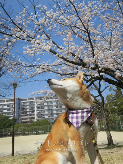 yamatoと桜_a0286855_06181917.jpg