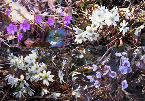 新潟花巡り 角田山 18 3 26 27 心のまま 足の向くまま 新潟花巡り 角田山 18 3 26 27 心のまま 足の向くまま