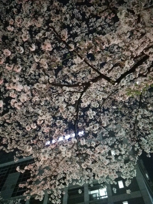 上野駅前の夜桜  2018/03/28_e0047657_0325791.jpg