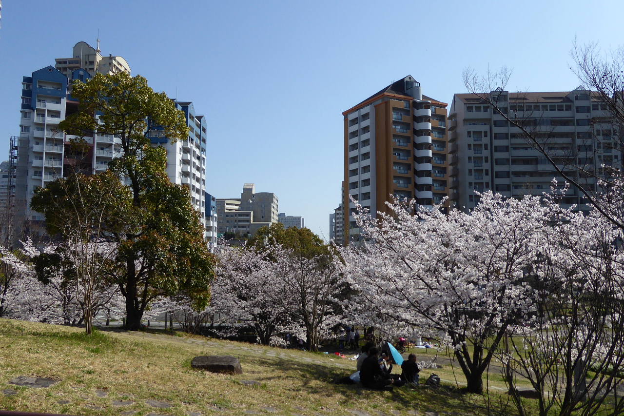 桜が満開になりました。大島桜、スミレ、タンポポ、染井吉野_a0030958_010345.jpg