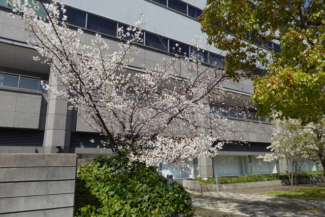 桜が満開になりました。大島桜、スミレ、タンポポ、染井吉野_a0030958_02937.jpg