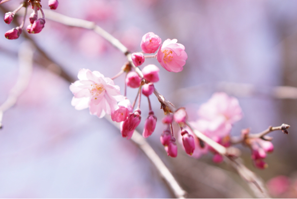 さくら・桜・さくら 満開です～_c0169360_21424570.jpg