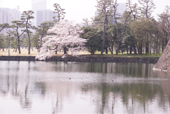 春が待ち遠しい!!_c0169360_21424601.jpg