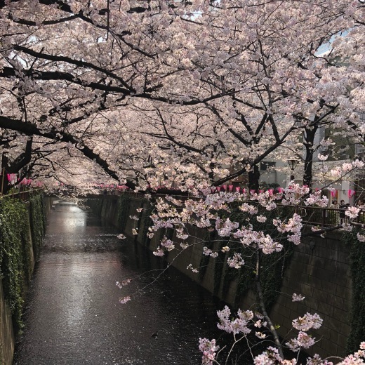 桜_c0133561_02202875.jpg