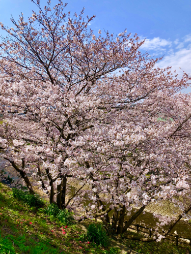 ぽむと桜2018_c0324461_07155526.jpg