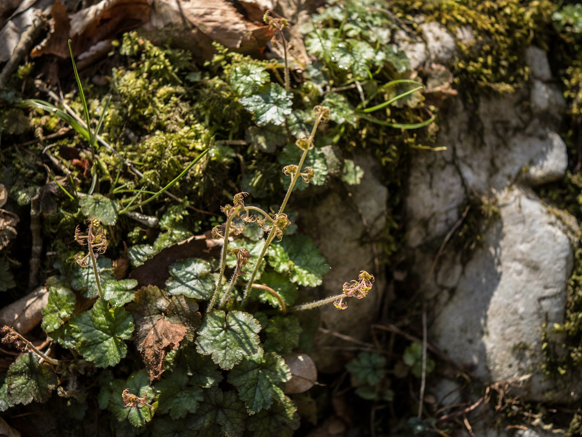 帝釈峡の早春の花々_e0015567_20551477.jpg