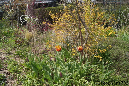 植えっぱなし６年のチューリップ開花 風の通る庭