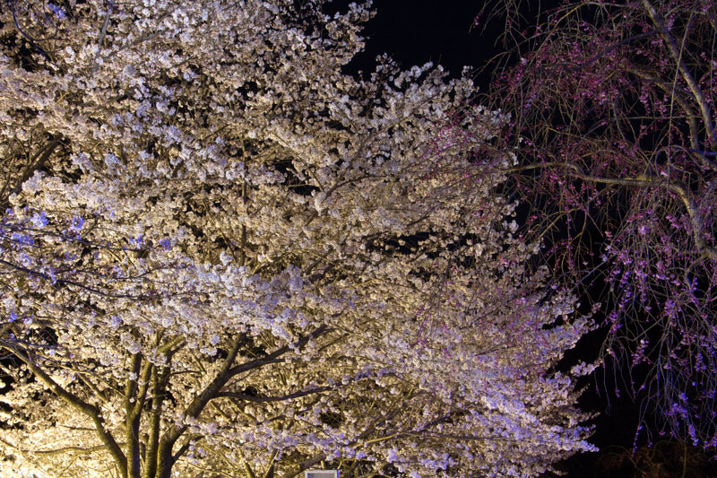 桜_c0107075_21085036.jpg