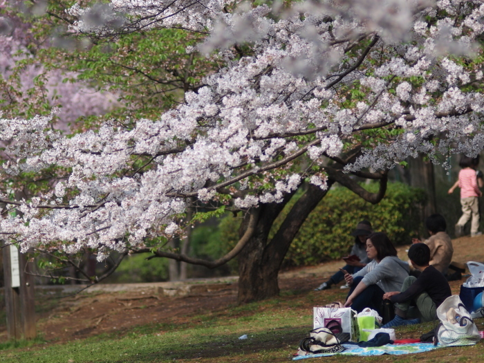 近くのお花見_a0085679_18085924.jpg