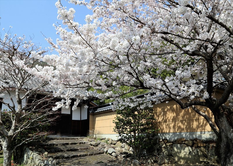 勝持寺 花の寺 の桜 写真を主とした日記です