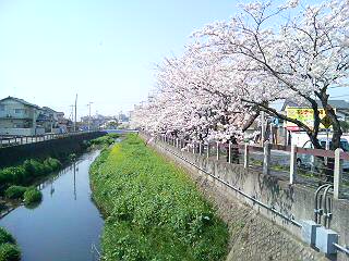 通勤桜_c0051781_1021086.jpg