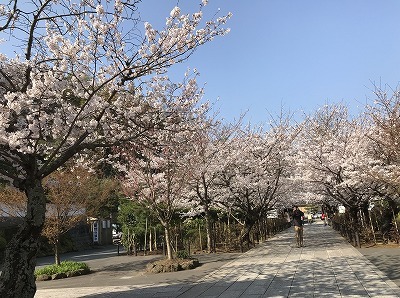 鎌倉桜巡り_c0163981_06471532.jpg