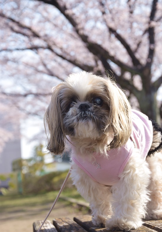 桜ん歩　第一弾_e0234881_22074263.jpg