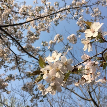 朝の道草 石橋記念公園_a0191183_17041189.jpg