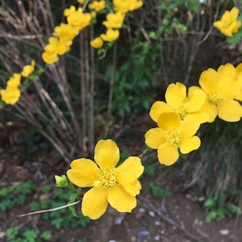 朝の道草 石橋記念公園_a0191183_17041591.jpg