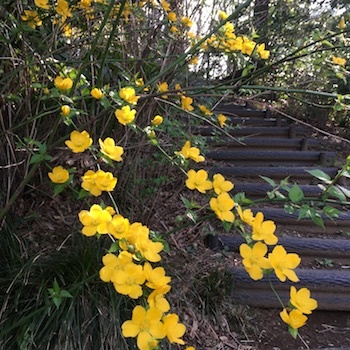 朝の道草 石橋記念公園_a0191183_17041894.jpg