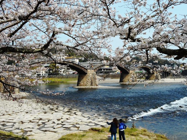 岩国錦帯橋観光情報 日本の桜百選 錦帯橋の桜満開です 写真見てください 岩国錦帯橋観光情報 日本の桜百選 錦帯橋の桜満開です 写真見てください