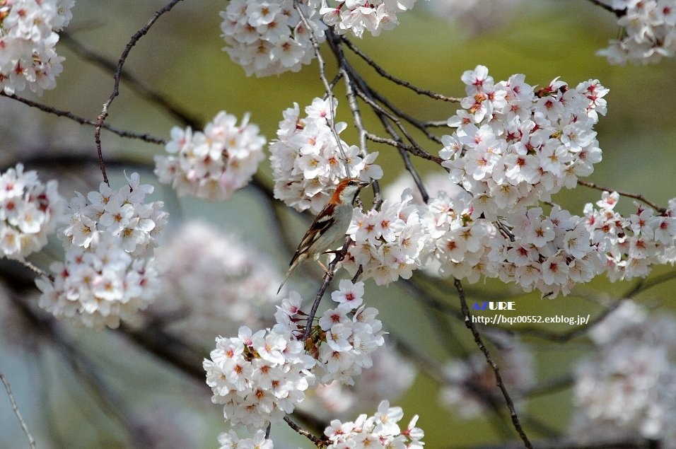 満開の桜にニュウナイスズメ_a0251090_18441207.jpg