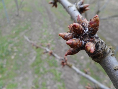 さくらんぼ芽かき 後藤農園より