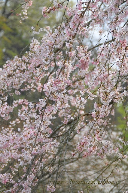 鎌倉の桜　東慶寺_f0374092_22322320.jpg