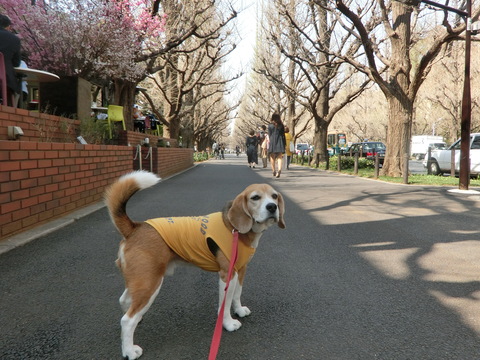 a0319693_7465746.jpg