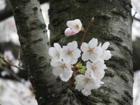 ―ー桜の花!満開の、お墓参り!でした。ーー_d0060693_16541722.jpg