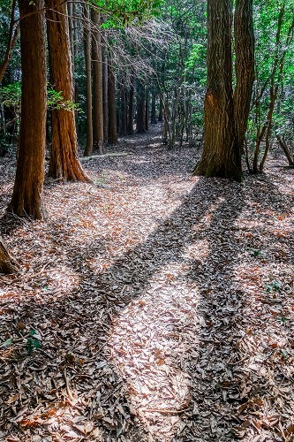 鷹取山登山 Vol.2_e0176993_07041650.jpg