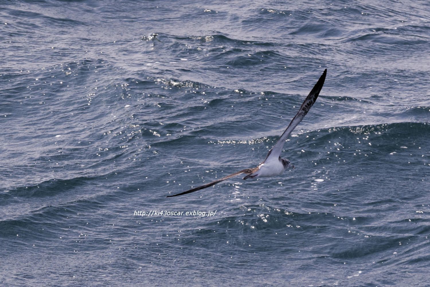 怪鳥ロプロス ポセイドンを迎えに行く 嘘 Olive Drab