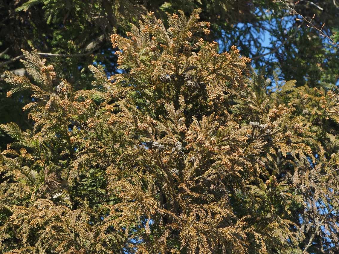 スギの花 自然観察大学ブログ