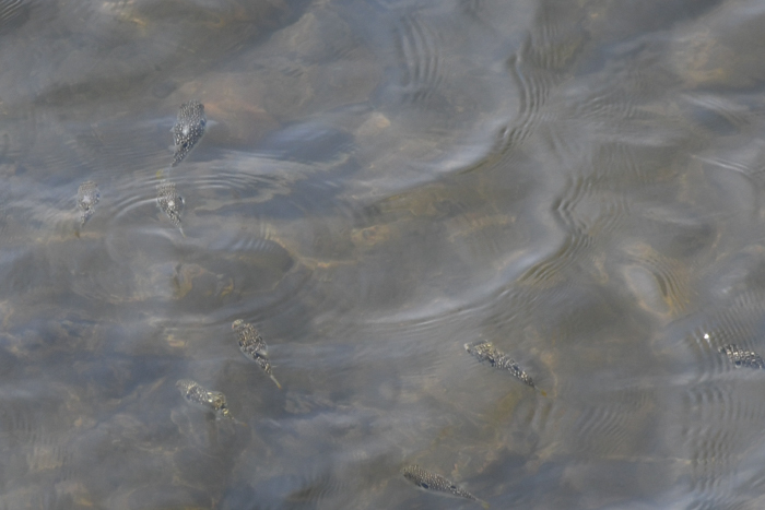 c0049299_21564429.jpg