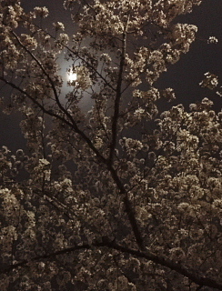 c0039501_08534611.jpg