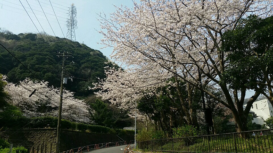 桜。_d0092901_23470575.jpg