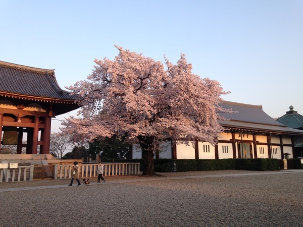 今年の桜＠本門寺_d0134102_12033156.jpg