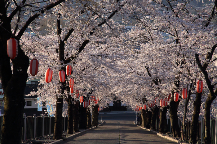 桜参道 _a0357206_18091176.jpg