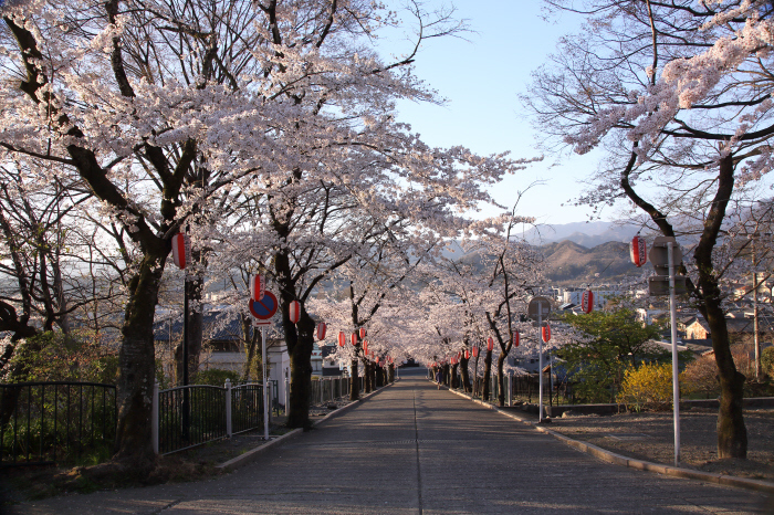 桜参道 _a0357206_18092198.jpg