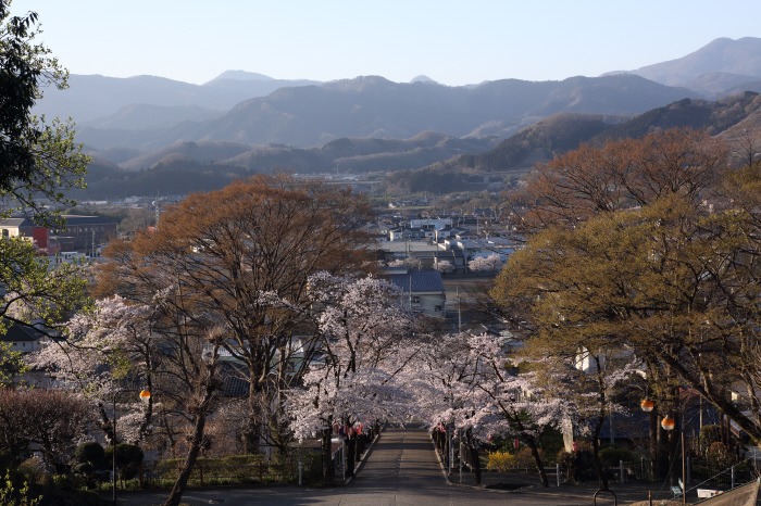 桜参道 _a0357206_18093841.jpg