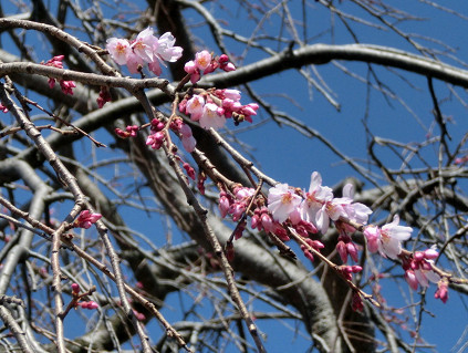 枝垂れ桜と、3月18日の話_a0345107_19114141.jpg