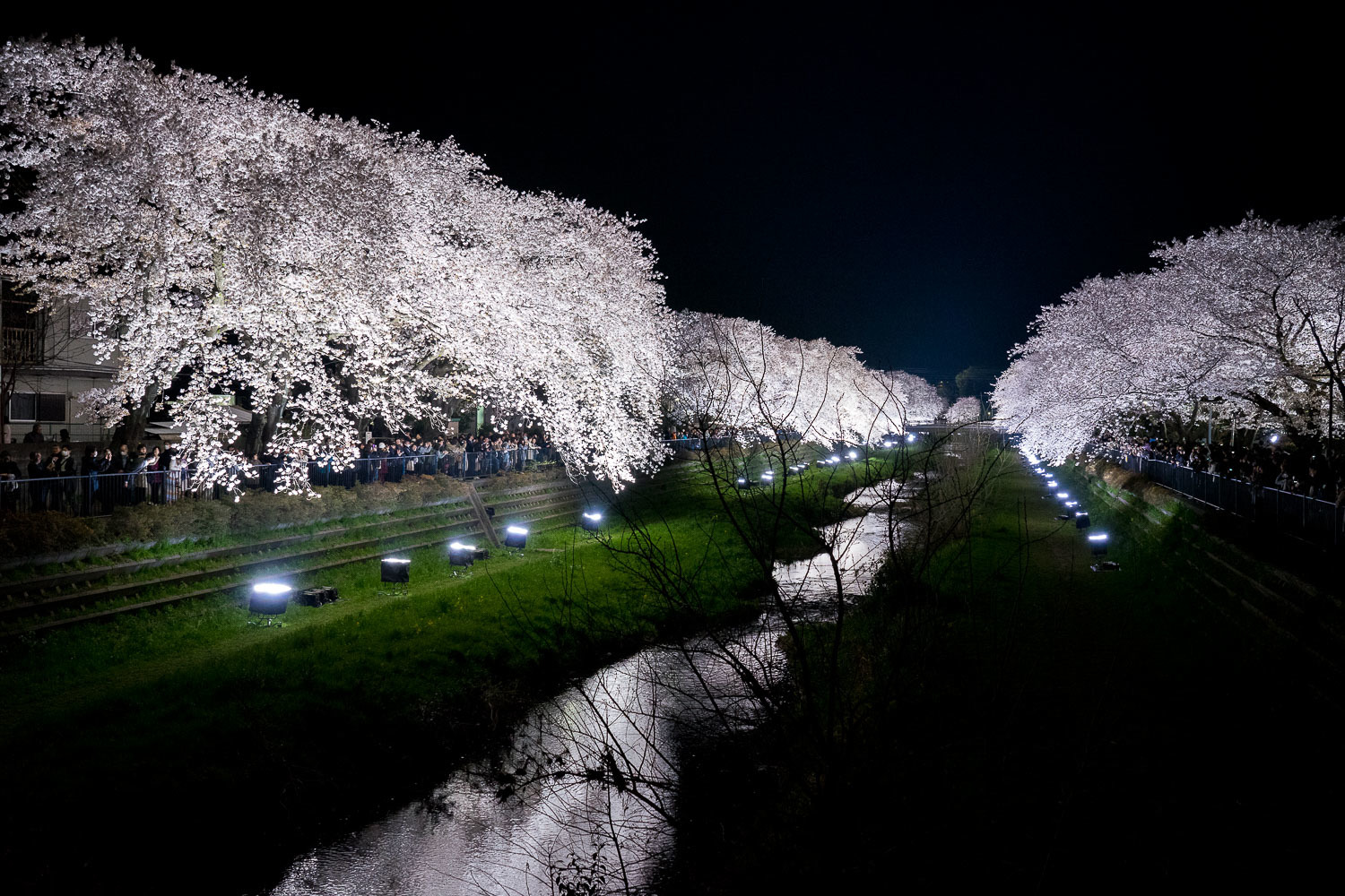 野川の桜ライトアップ2018 柳に雪折れなし 野川の桜ライトアップ2018 柳に雪折れなし