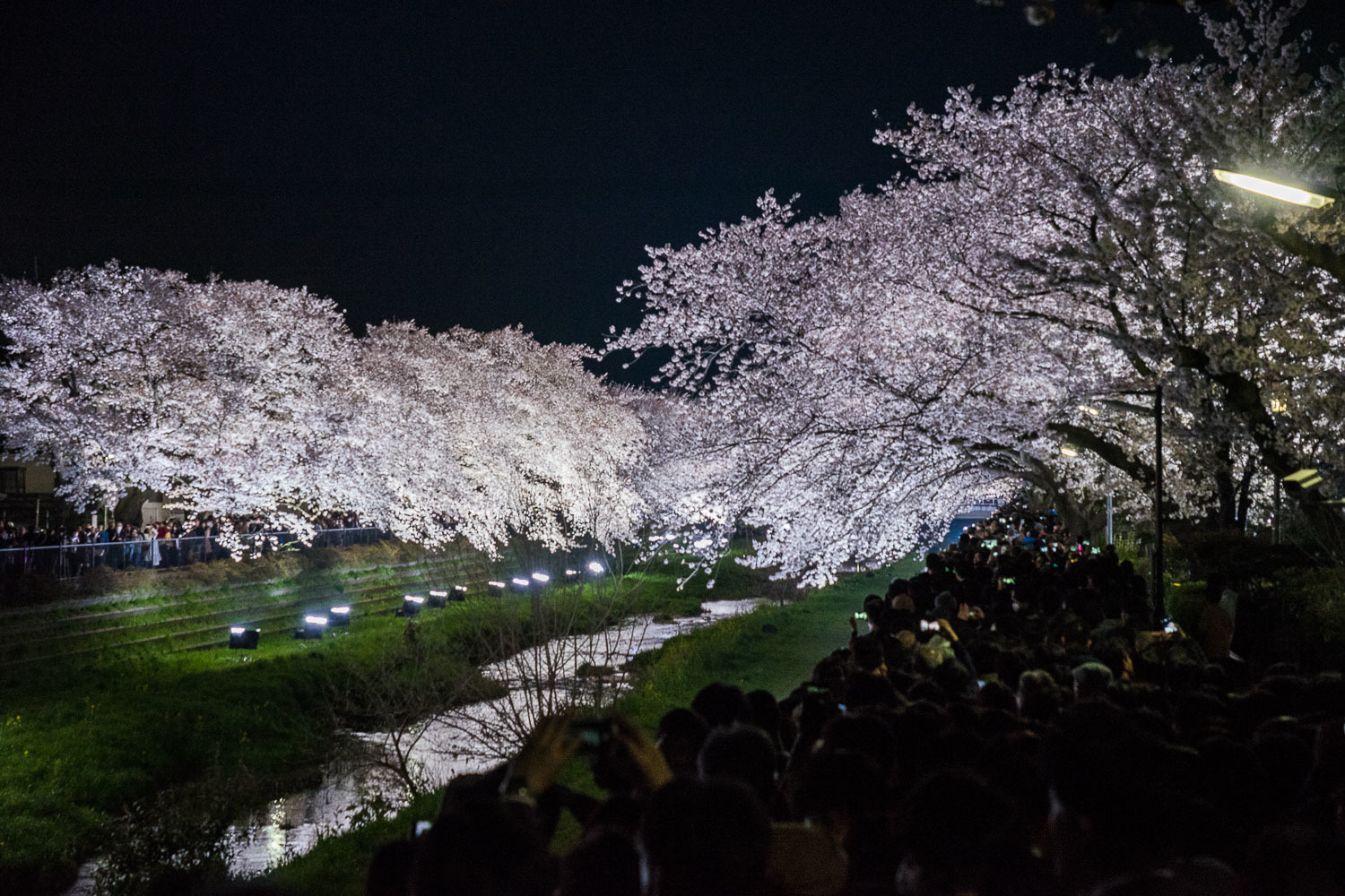 野川の桜ライトアップ２０１８！_b0225108_23135128.jpg