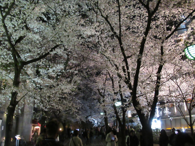 夜桜を楽しみました_e0048413_21412082.jpg