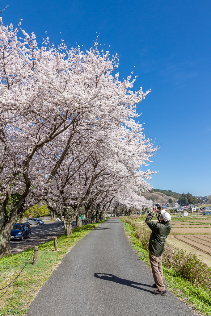 桜＠巾着田＆日和田山_b0010915_17451441.jpg